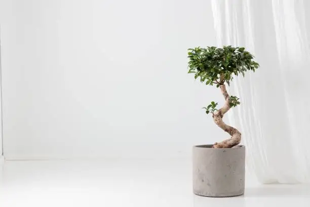 Starostlivosť o Ficus