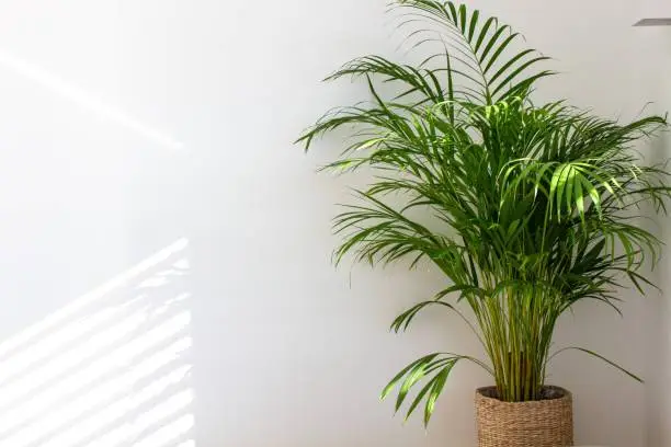 Dypsis