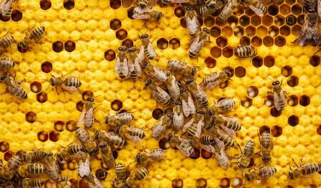 Propolis prirodne antibiotikum