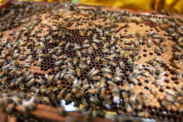 Propolis znižuje zápal