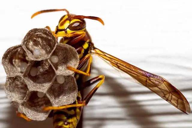 Propolis a jeho