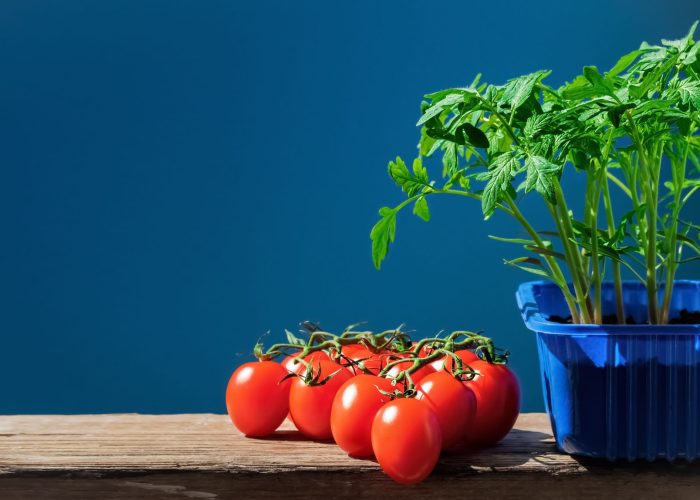 Ako vypestovať priesady paradajok