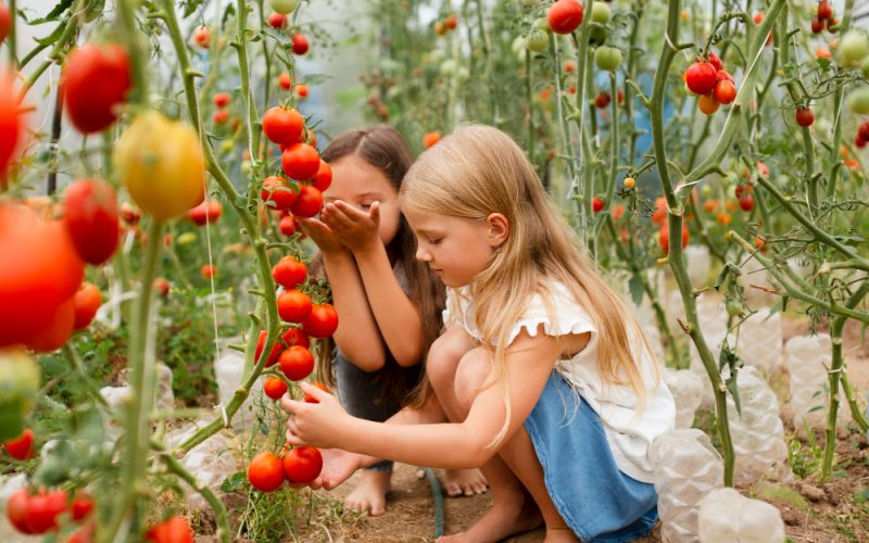 Ako sa starať o paradajky v auguste
