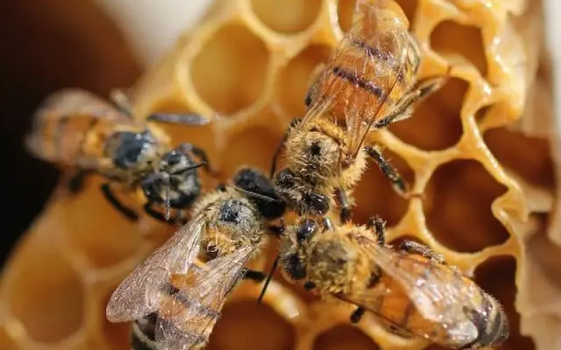Propolis ako antibiotikum